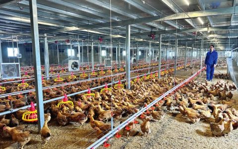 【肉鸡】2025年四大黄羽肉鸡企业业绩预告，2026年肉鸡行情研判