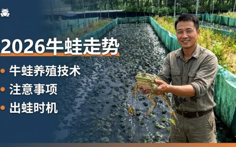 【牛蛙】2026牛蛙价格趋势，牛蛙养殖技术、注意事项，出蛙时机